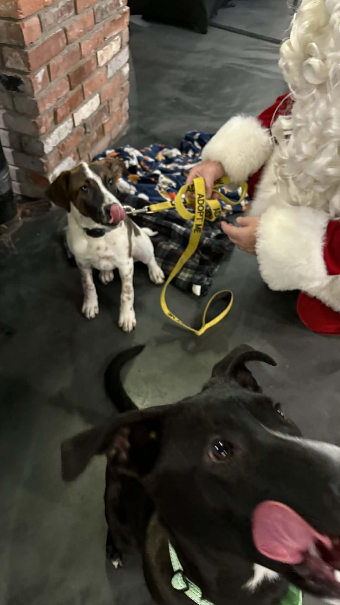 Paloma, a Adoptable mixed breed in Argyle, NY image 2/6