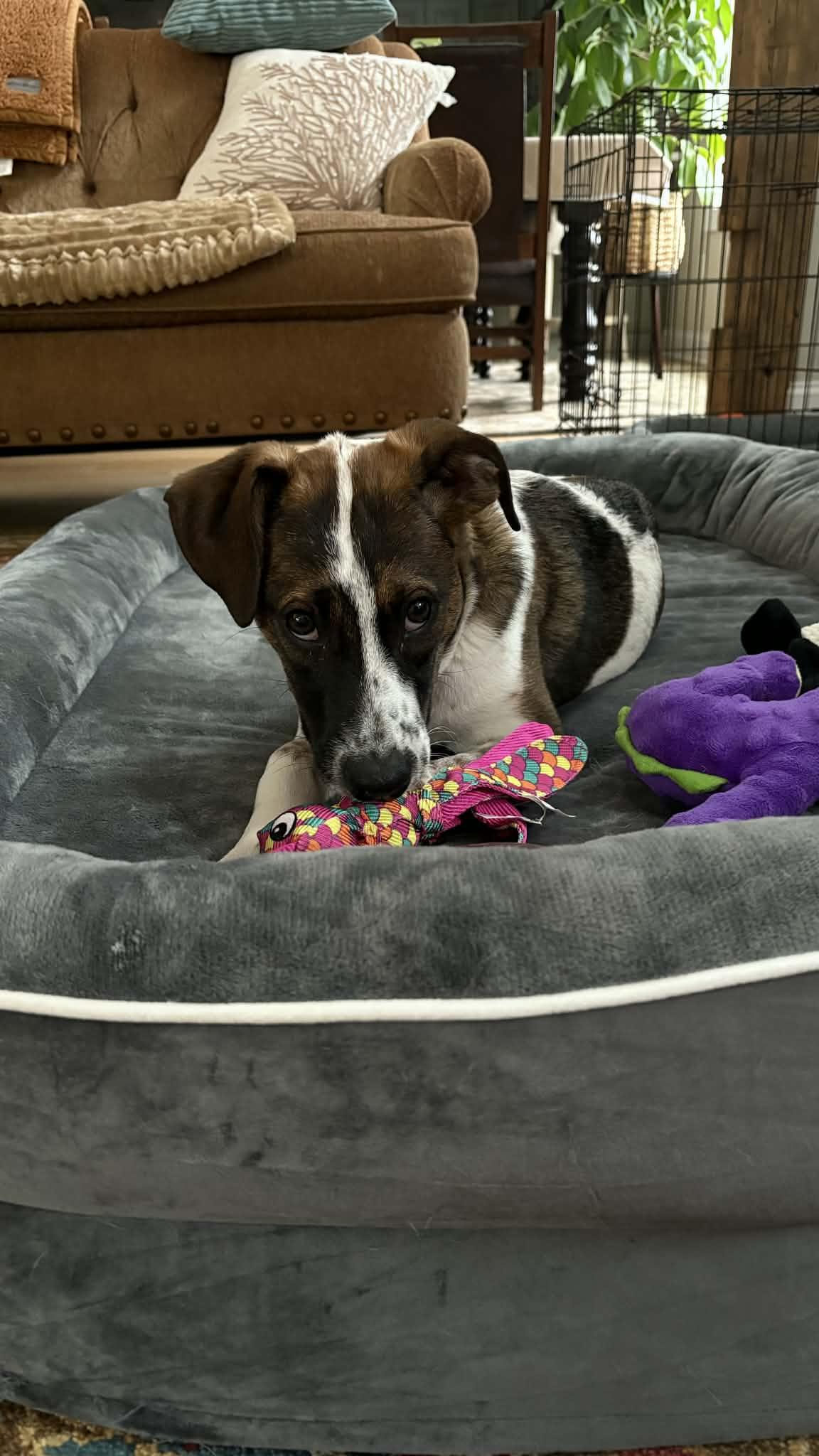 Paloma, Adoptable, Puppy Female Australian Cattle Dog / Blue Heeler & Hound.