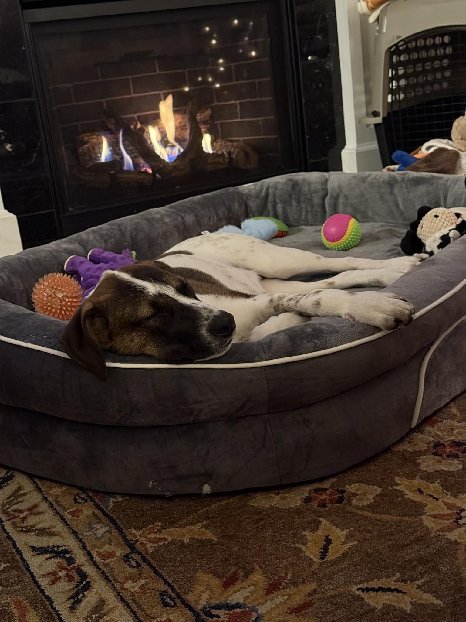 Enlarge Paloma, a Adoptable mixed breed in Argyle, NY image 2/6