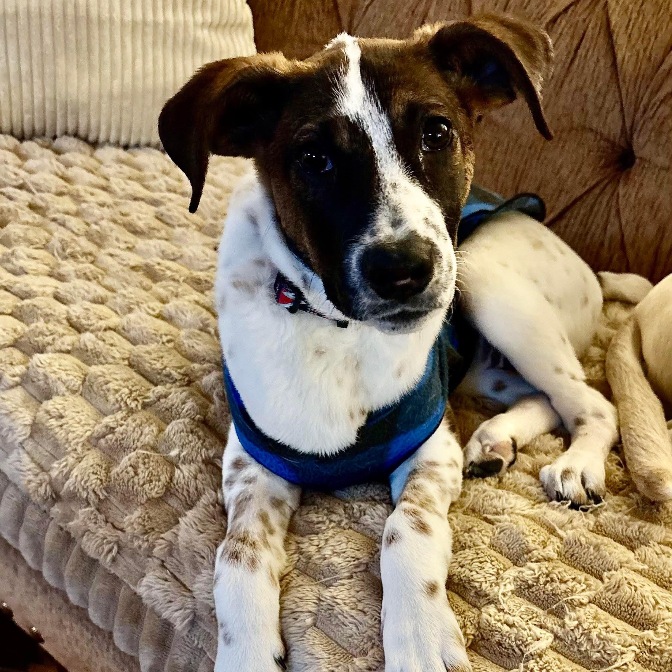 Paloma, a Adoptable mixed breed in Argyle, NY image 3/6