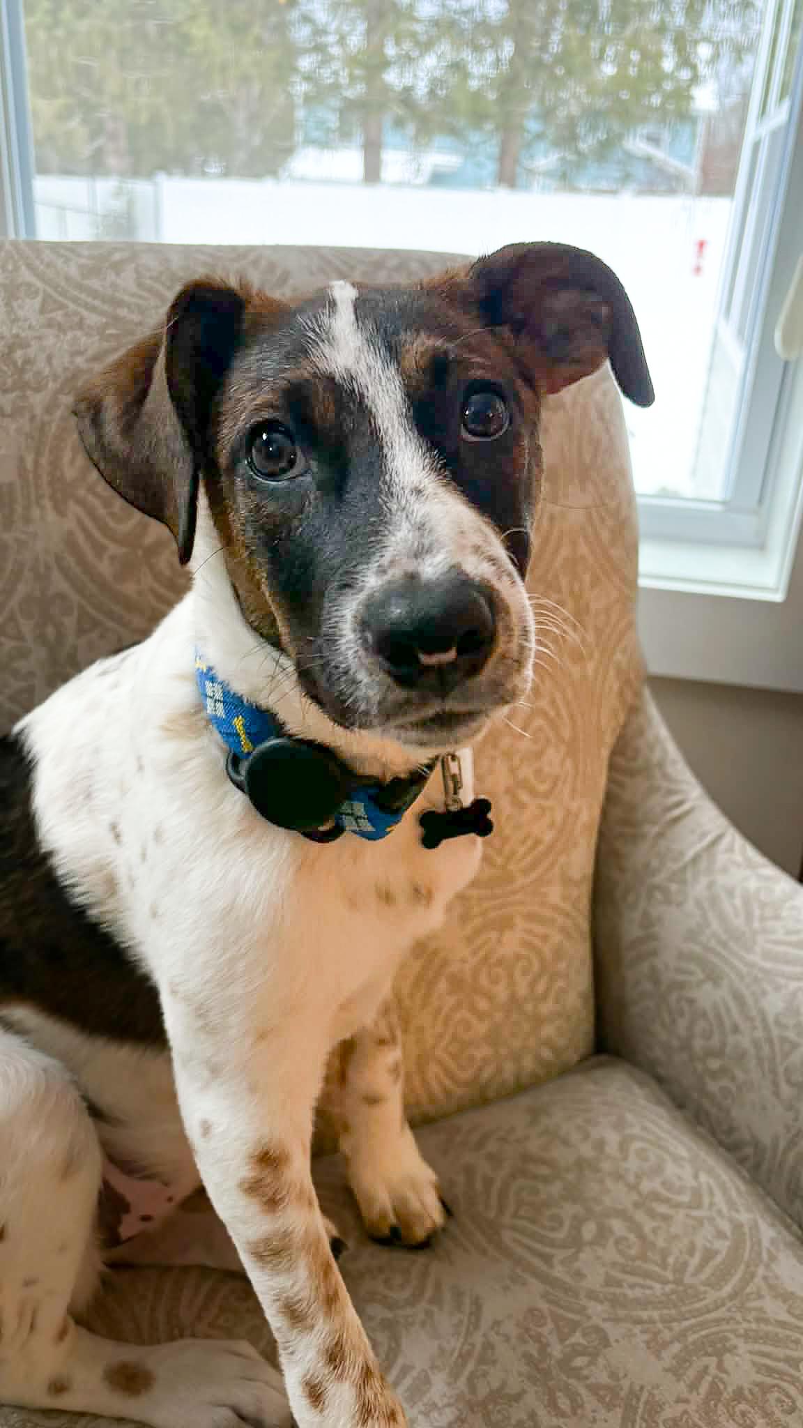 Paloma, a Adoptable mixed breed in Argyle, NY image 4/6