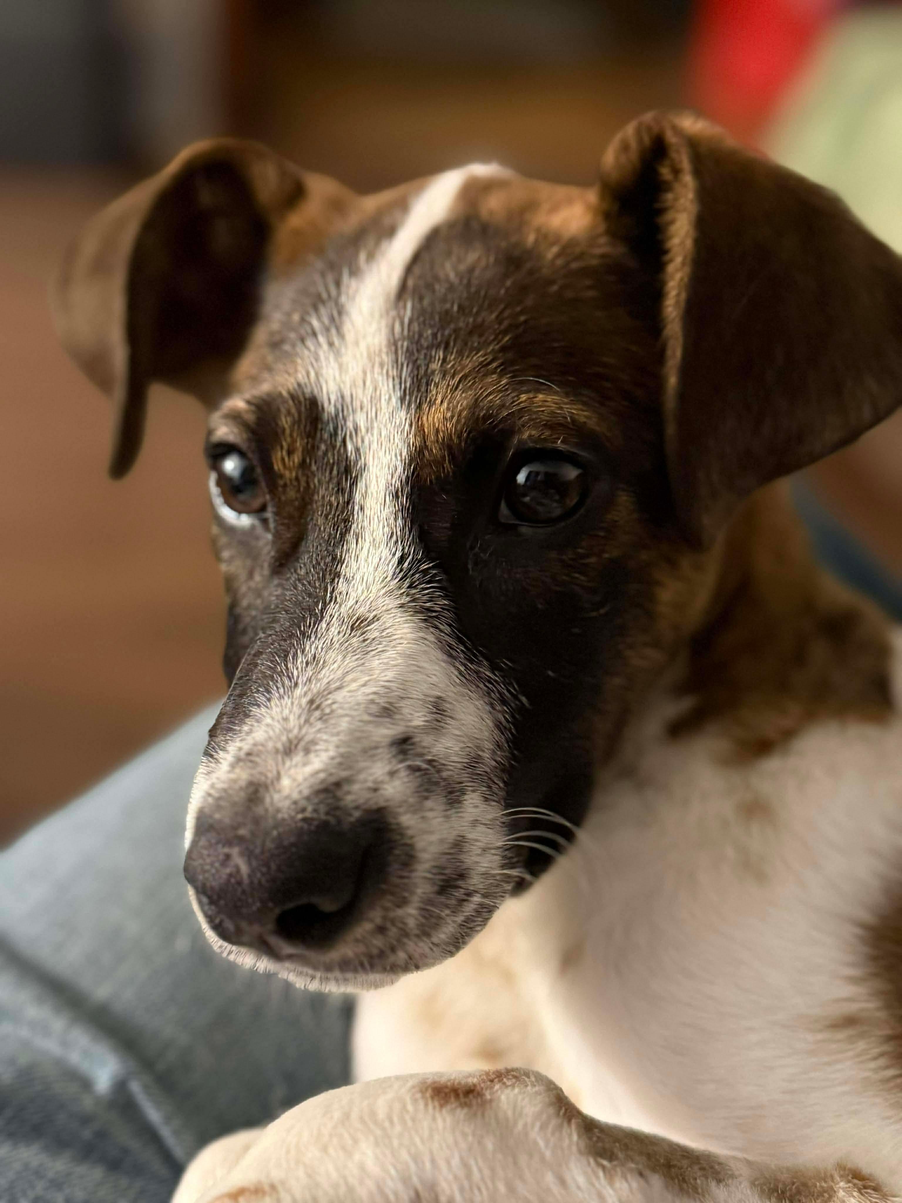 Paloma, a Adoptable mixed breed in Argyle, NY image 6/6