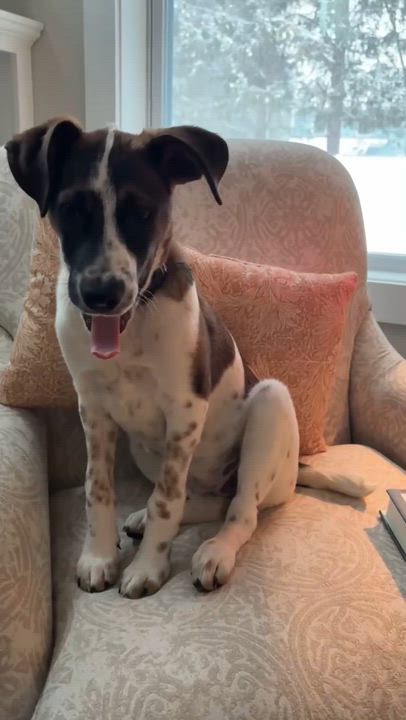 Enlarge Paloma, a Adoptable mixed breed in Argyle, NY video 5/6