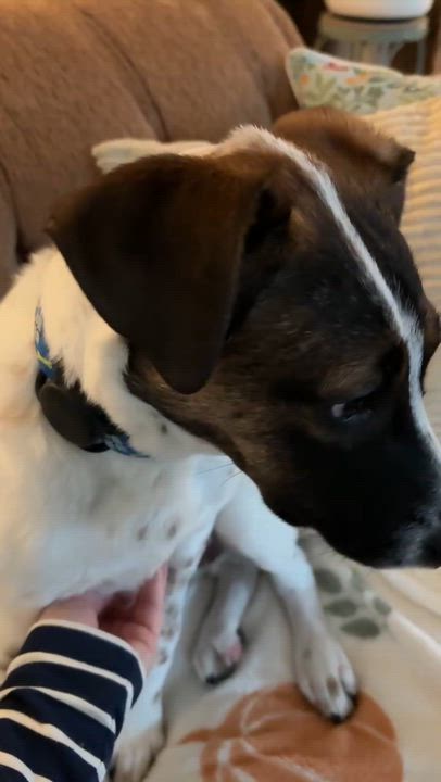 Enlarge Paloma, a Adoptable mixed breed in Argyle, NY video 6/6