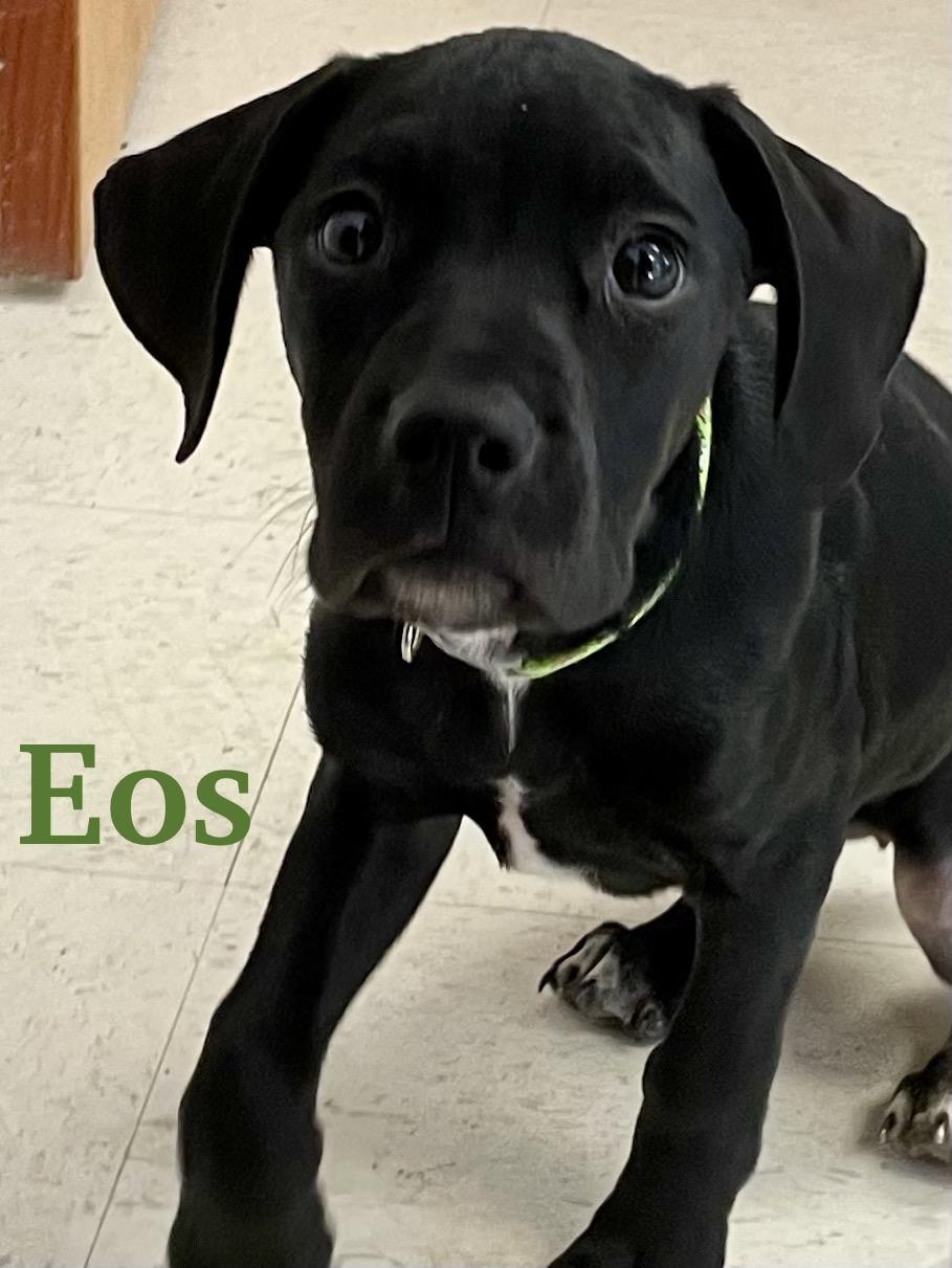 Eos, ADOPTABLE, Puppy Female Labrador Retriever.
