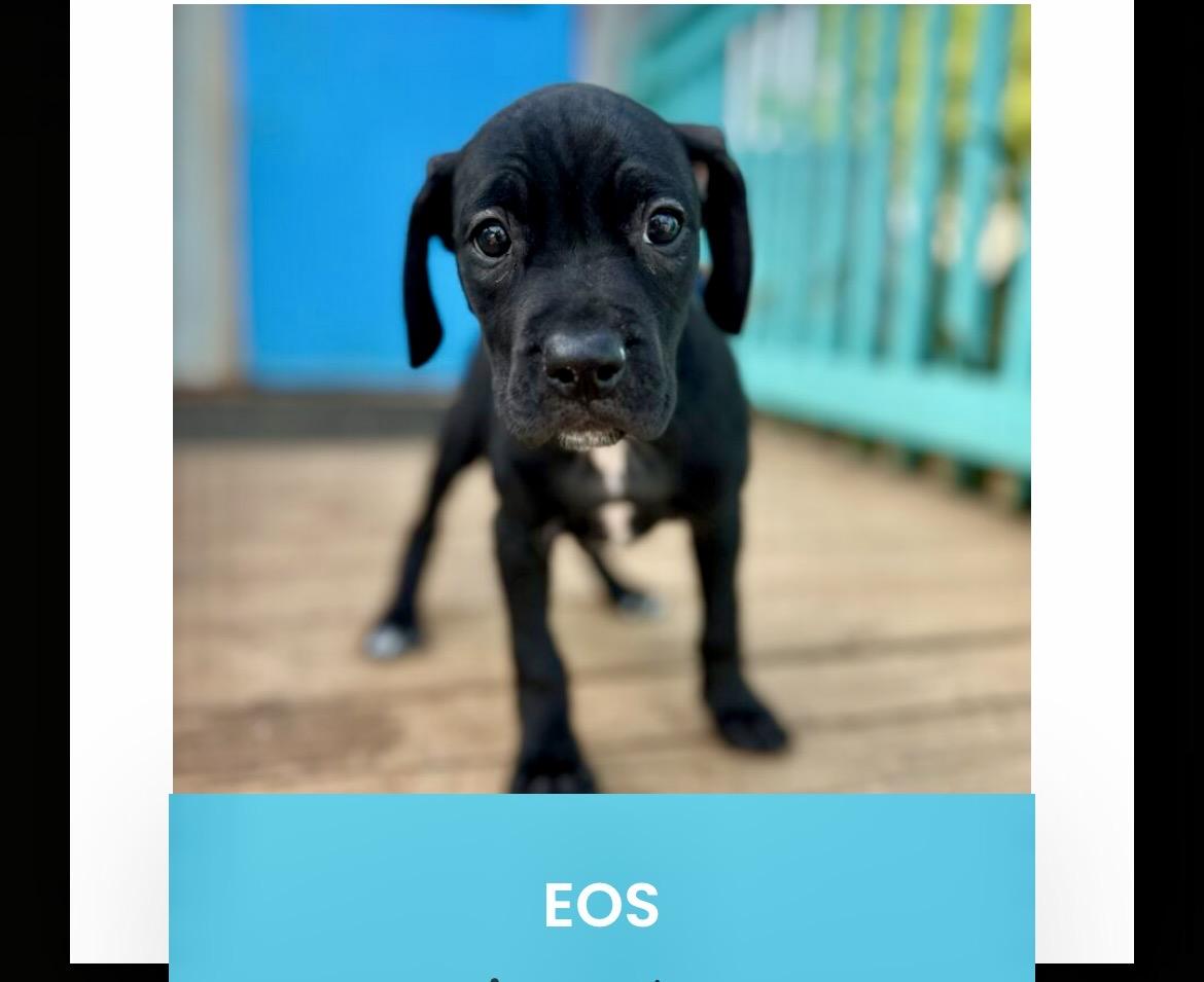 Eos, a ADOPTABLE mixed breed in Monson, MA image 3/3