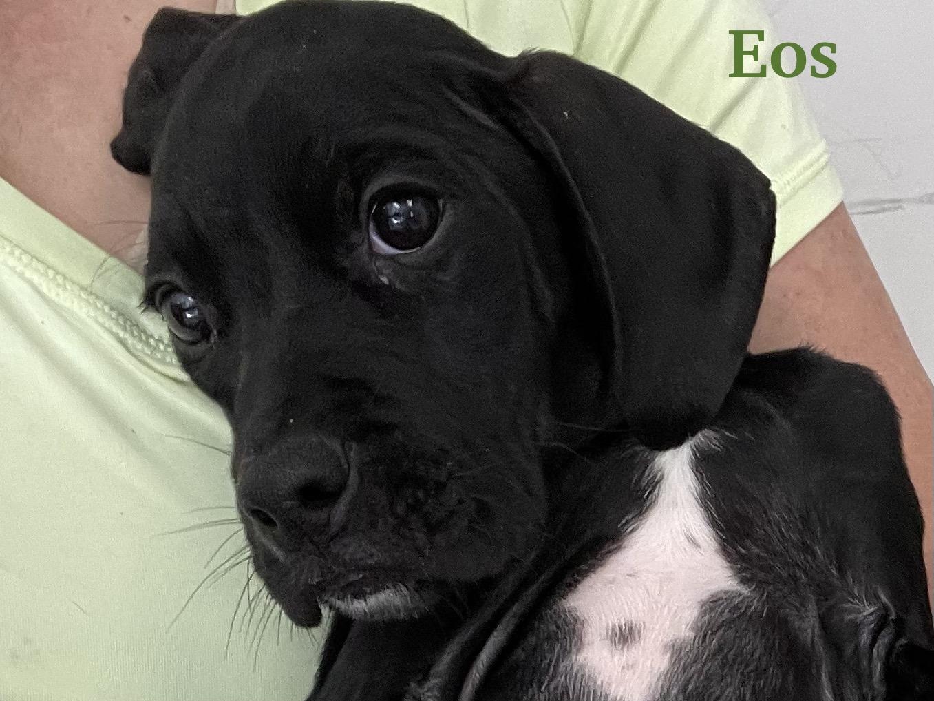 Eos, a ADOPTABLE mixed breed in Monson, MA image 2/3