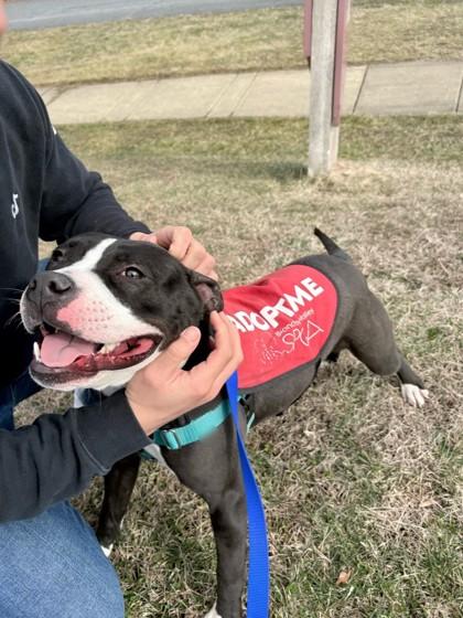 Nino — thumbnail 2