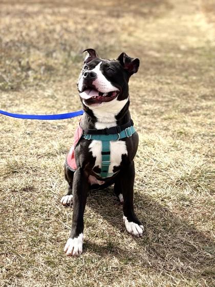 Nino — thumbnail 3