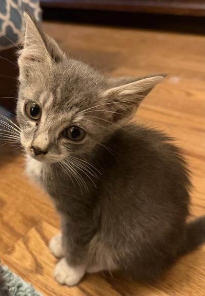 Kalina, Adoptable, Kitten Female Domestic Short Hair & Domestic Short Hair.