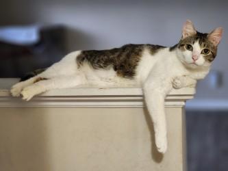 Enlarge Diego, a ADOPTABLE Domestic Short Hair in Johnson City, TN image 1/5