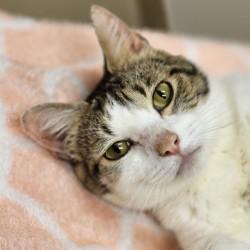 Enlarge Diego, a ADOPTABLE Domestic Short Hair in Johnson City, TN image 2/5