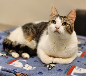 Enlarge Diego, a ADOPTABLE Domestic Short Hair in Johnson City, TN image 3/5