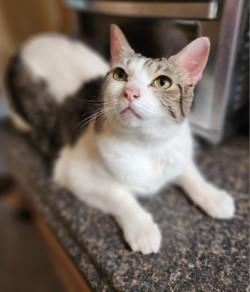 Diego, ADOPTABLE, Adult Male Domestic Short Hair.