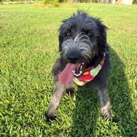 Enlarge Sassy, a ADOPTABLE mixed breed in Little Rock, AR image 2/4