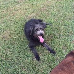 Enlarge Sassy, a ADOPTABLE mixed breed in Little Rock, AR image 4/4