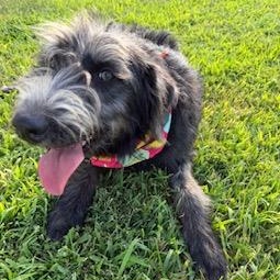 Sassy, ADOPTABLE, Young Female Labradoodle & Schnauzer.