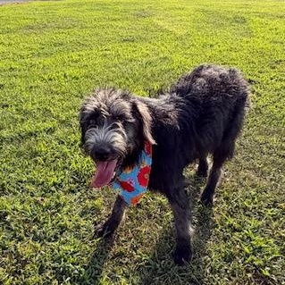 Enlarge Sassy, a ADOPTABLE mixed breed in Little Rock, AR image 3/4