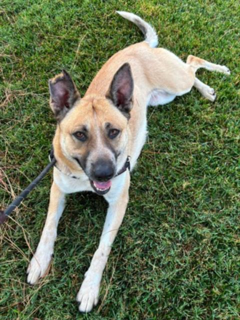 SHELBY, Adoptable, Adult Female German Shepherd Dog.