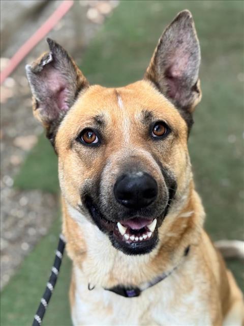 Enlarge SHELBY, a Adoptable German Shepherd Dog in Woodland, CA image 1/1