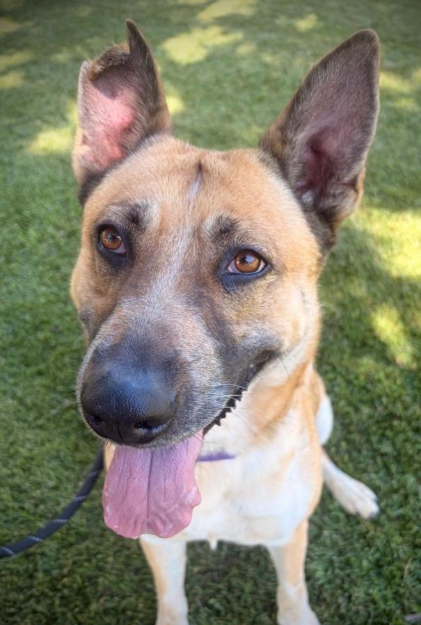 Enlarge SHELBY, a Adoptable German Shepherd Dog in Woodland, CA image 1/1