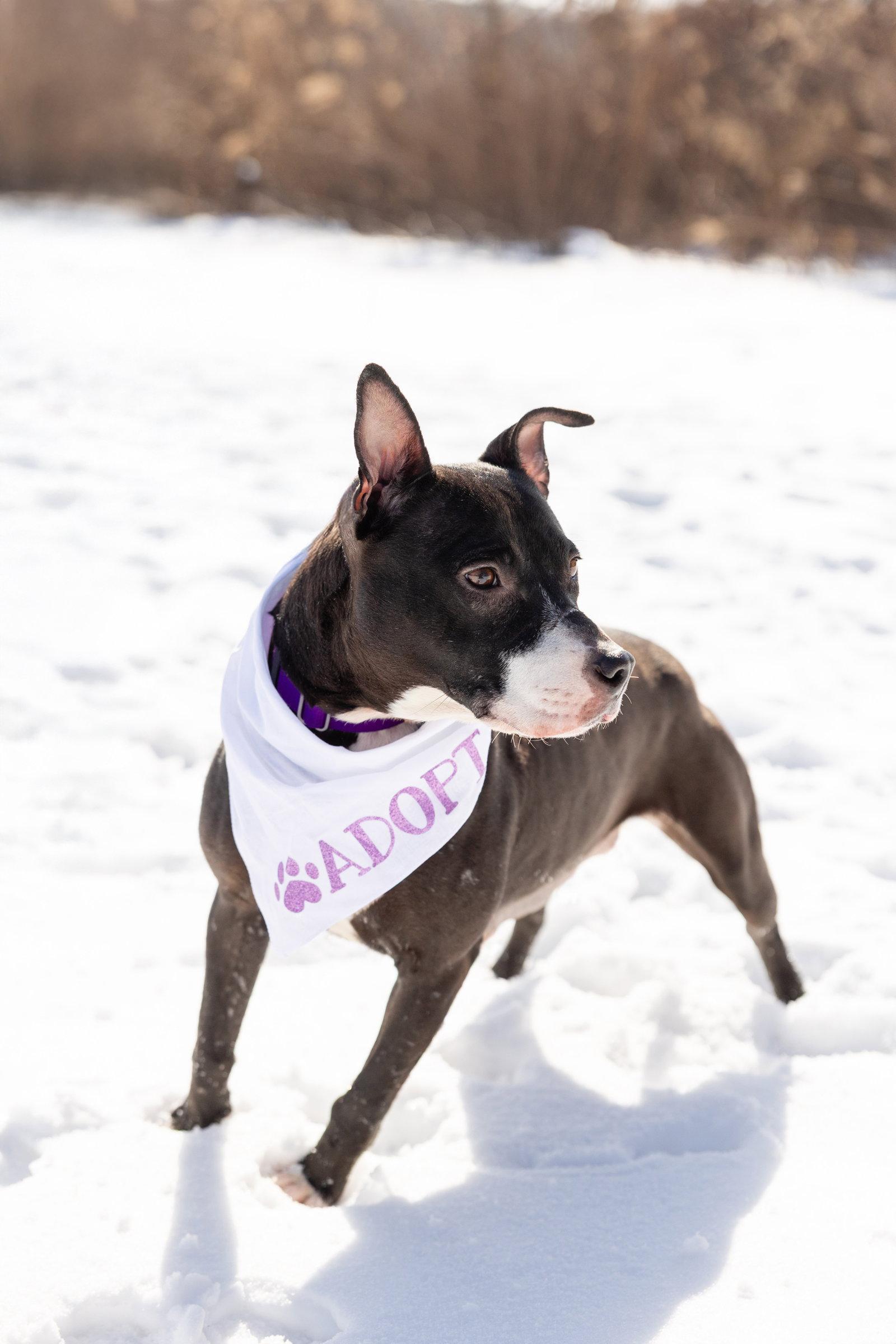 Lucy, Adoptable, Young Female Pit Bull Terrier.