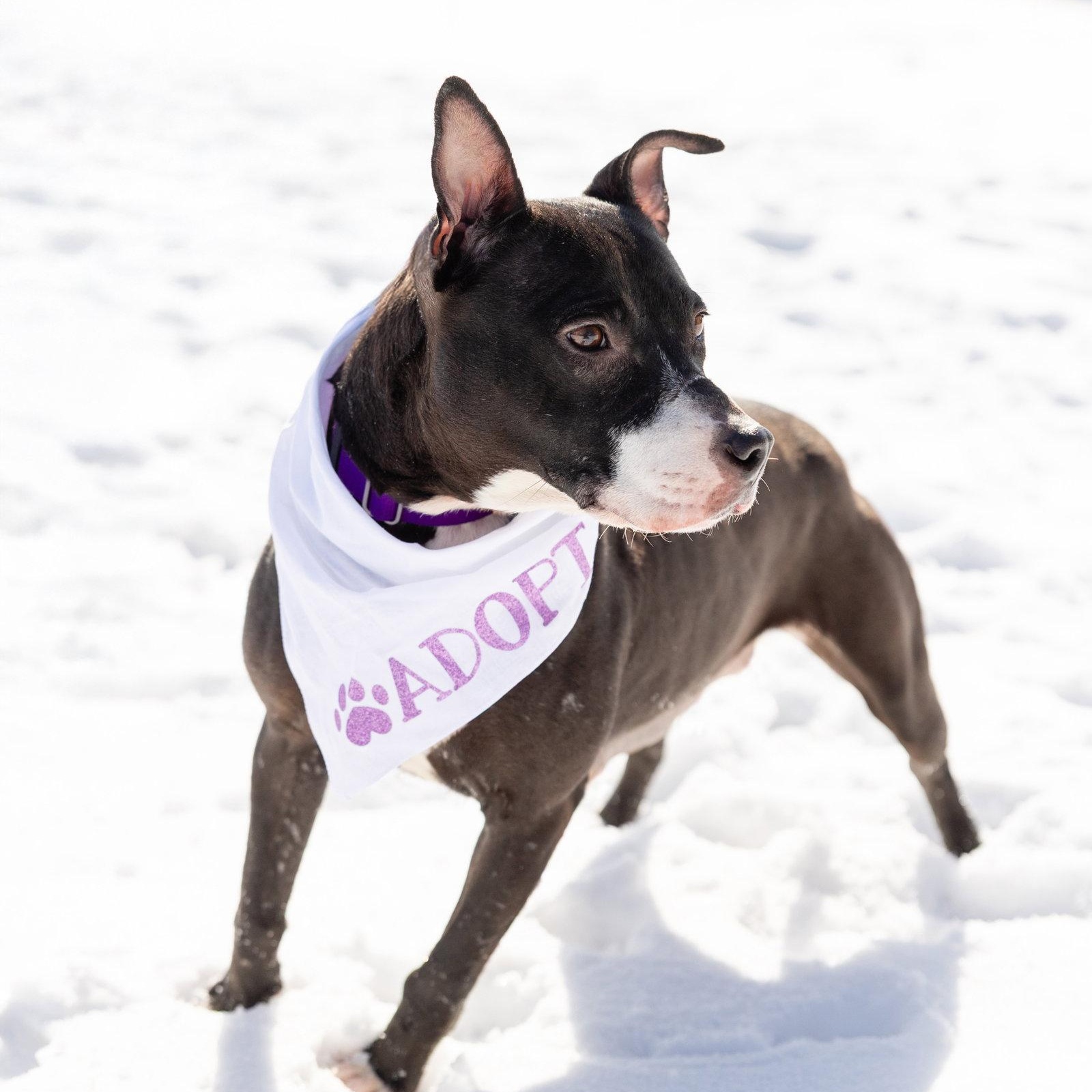 Enlarge Lucy, a Adoptable Pit Bull Terrier in Crete, IL image 3/3