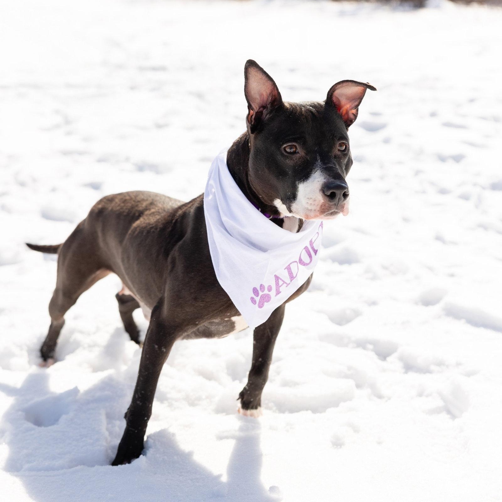 Lucy, Adoptable, Young Female Pit Bull Terrier.