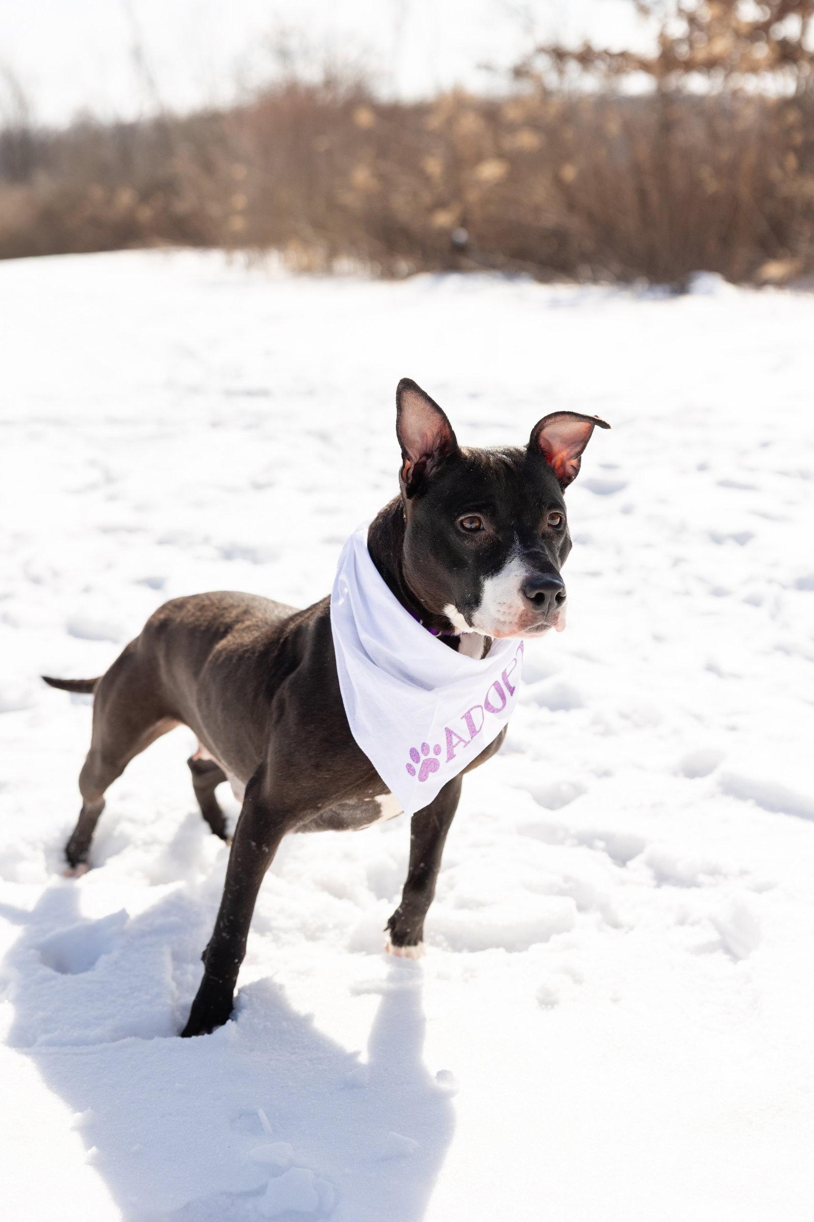 Lucy, a Adoptable Pit Bull Terrier in Crete, IL image 2/3