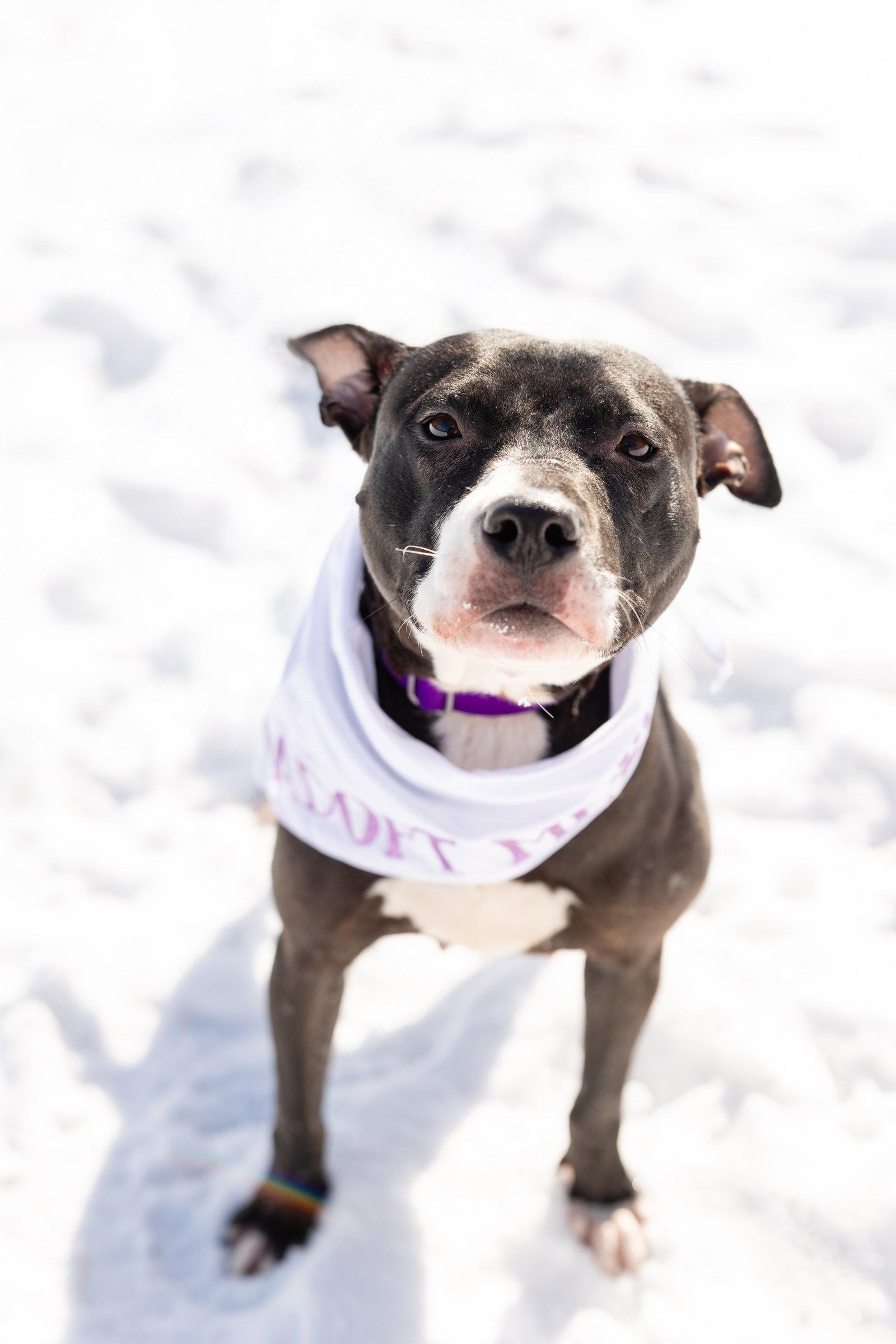 Lucy, a Adoptable Pit Bull Terrier in Crete, IL image 3/3