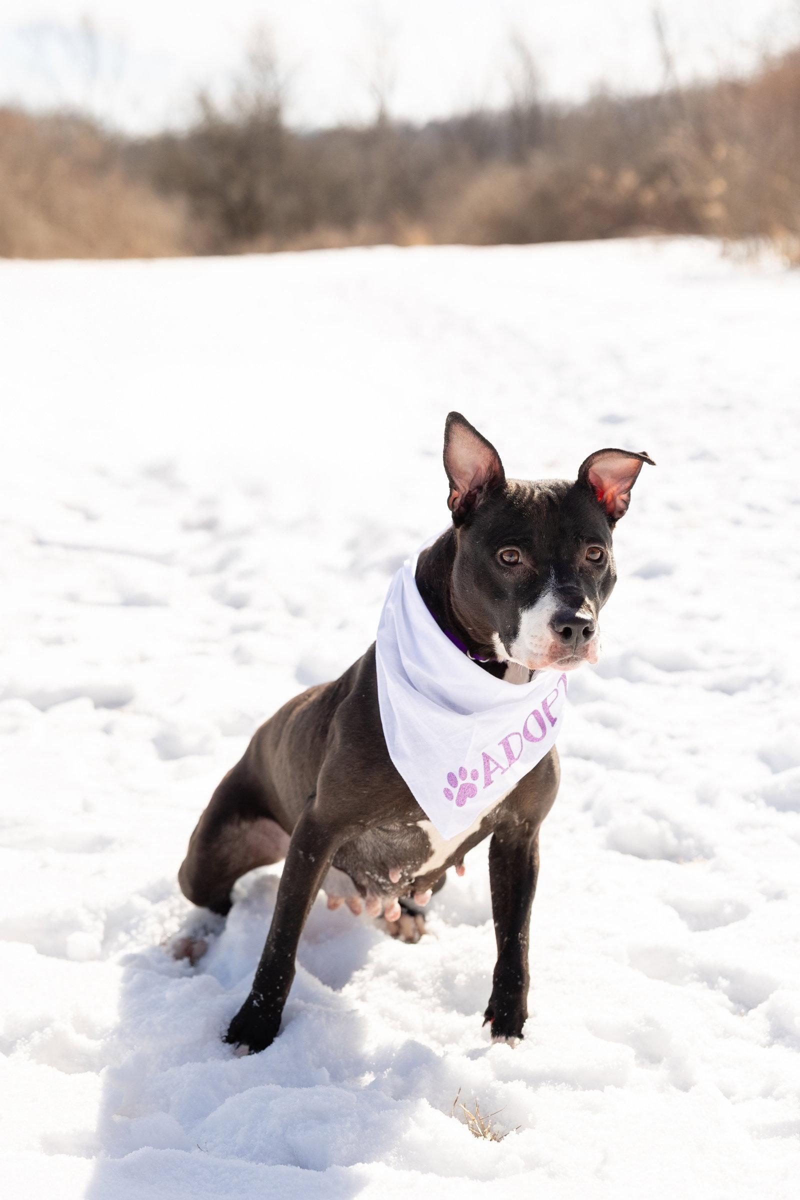 Enlarge Lucy, a Adoptable Pit Bull Terrier in Crete, IL image 3/3