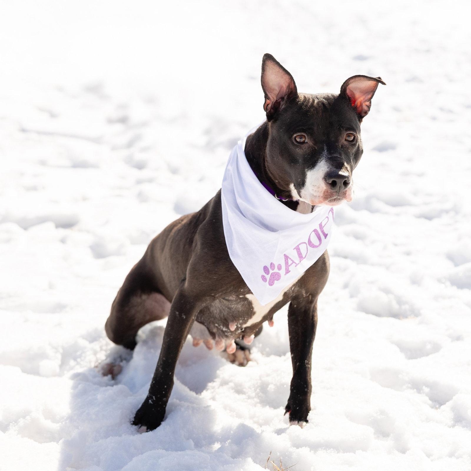 Enlarge Lucy, a Adoptable Pit Bull Terrier in Crete, IL image 2/3