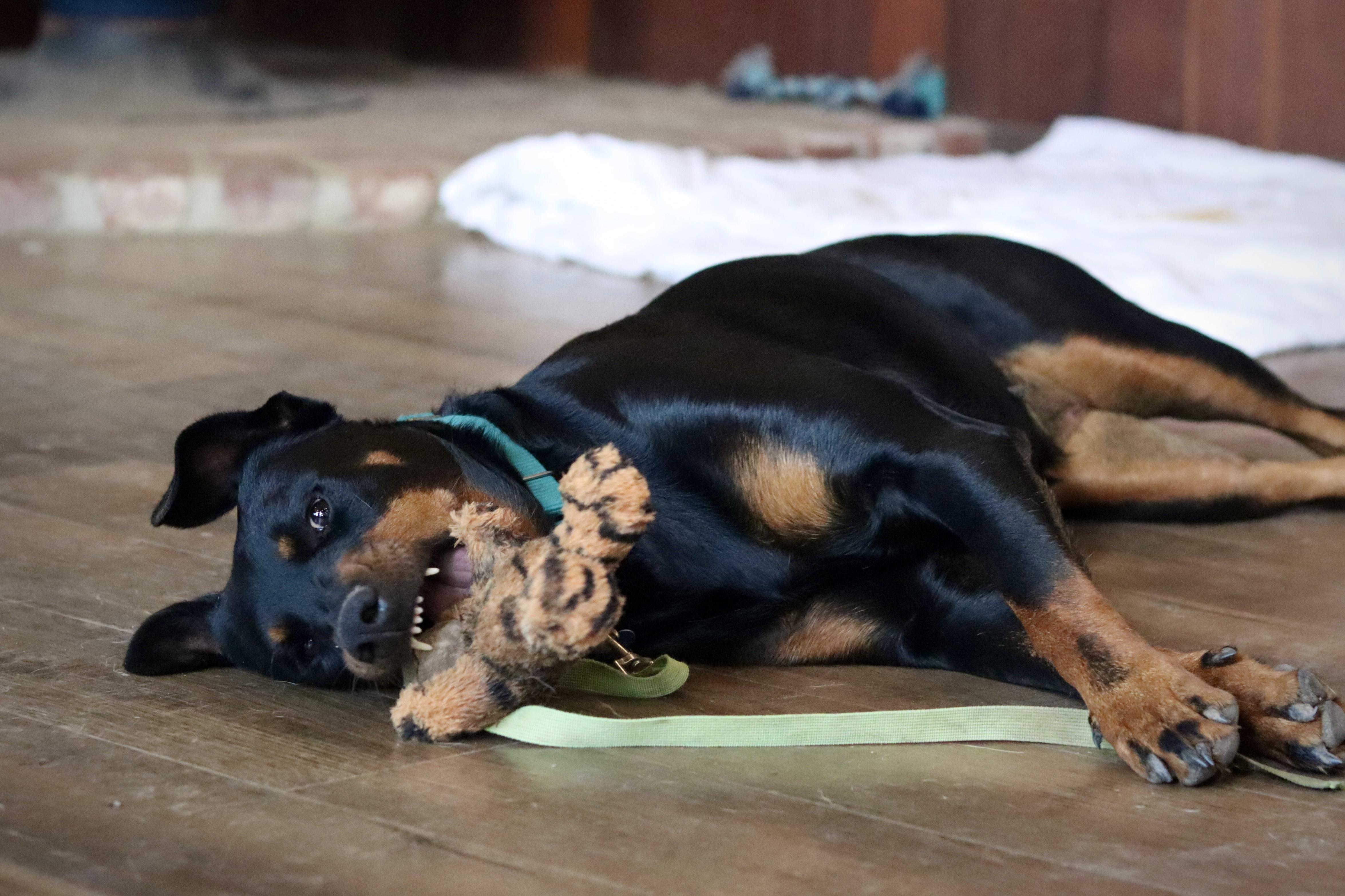 Maggie, a Adoptable mixed breed in Rancho Palos Verdes , CA image 2/6