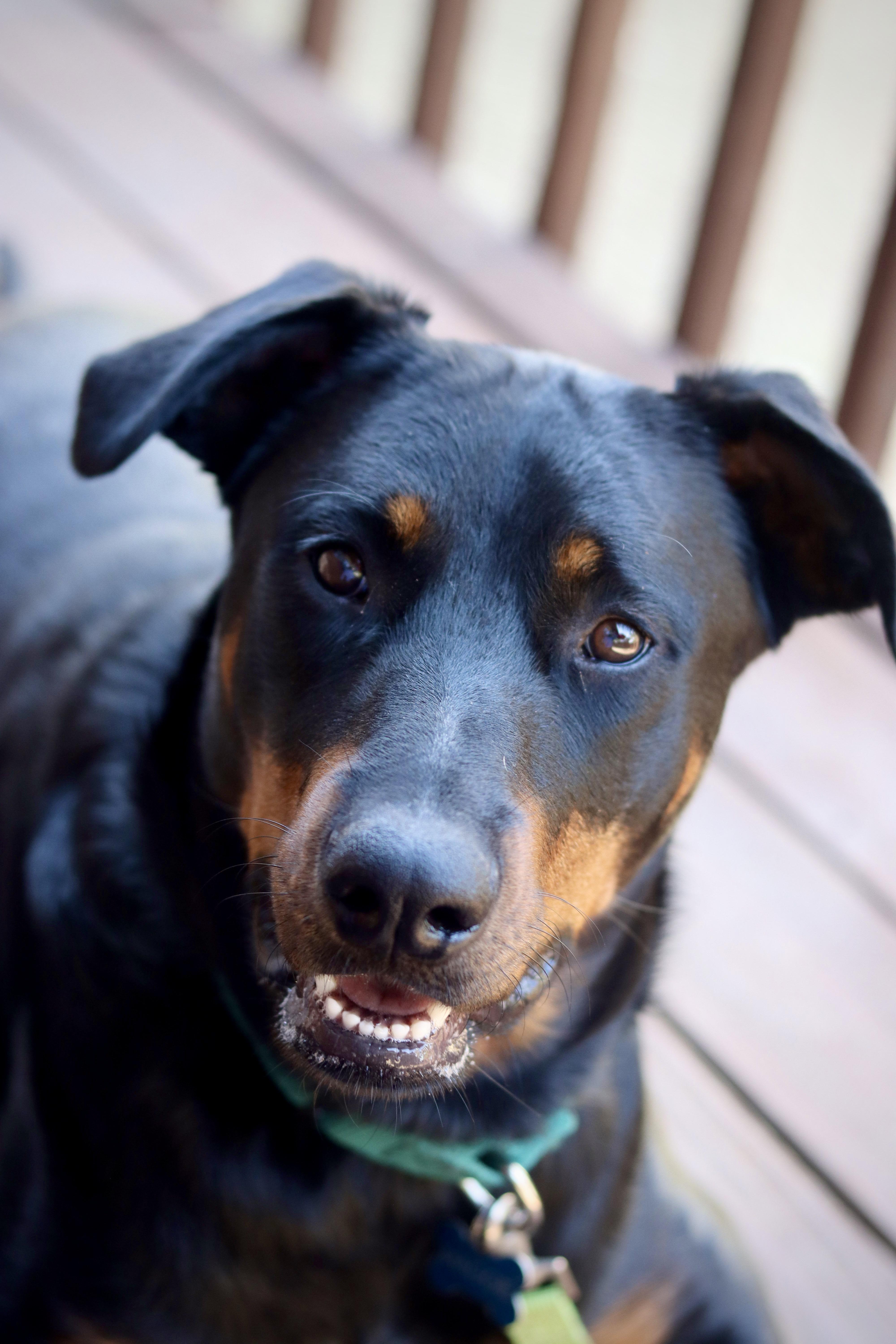 Maggie, a Adoptable mixed breed in Rancho Palos Verdes , CA image 1/6