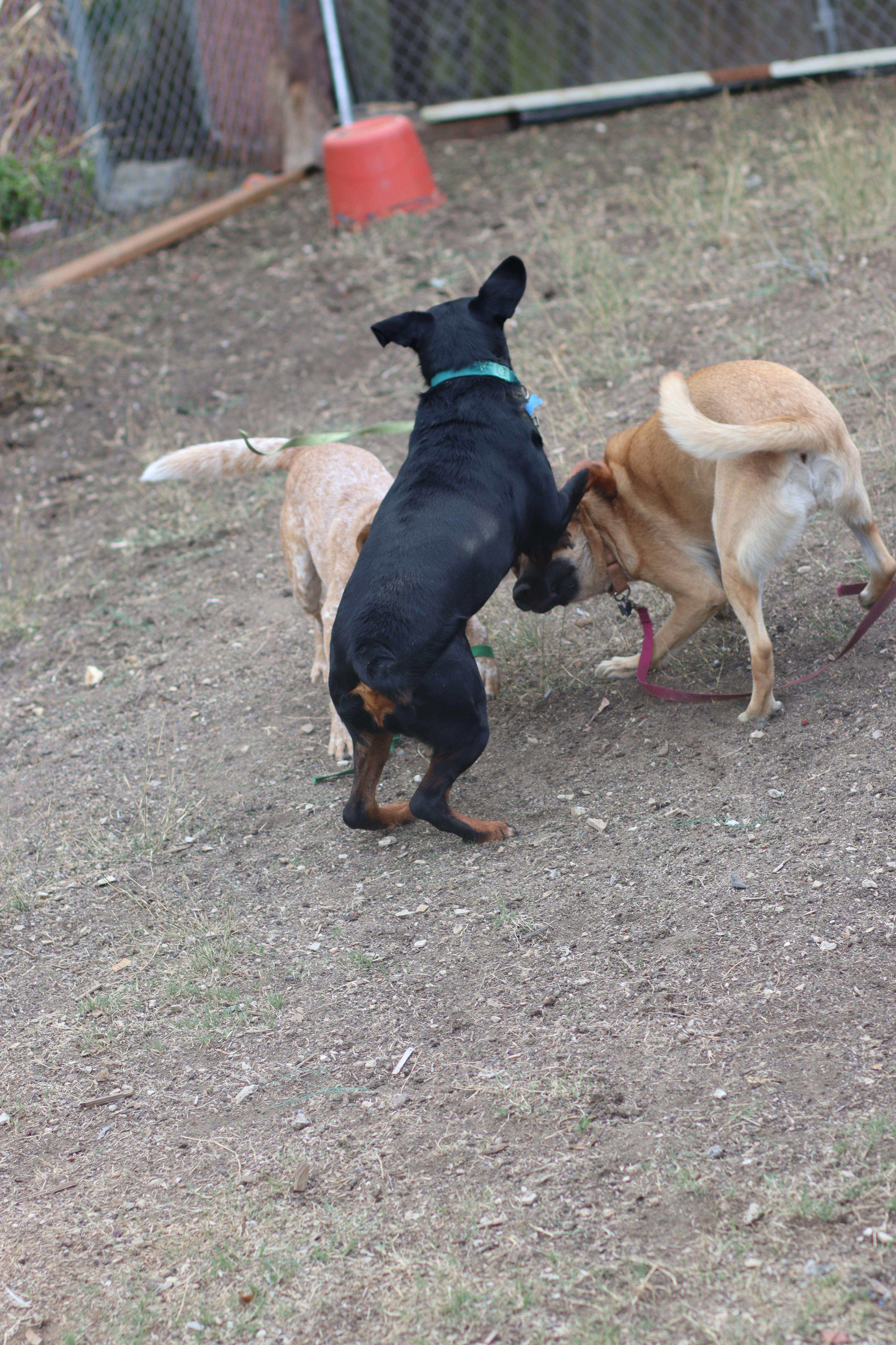 Maggie, a Adoptable mixed breed in Rancho Palos Verdes , CA image 4/6