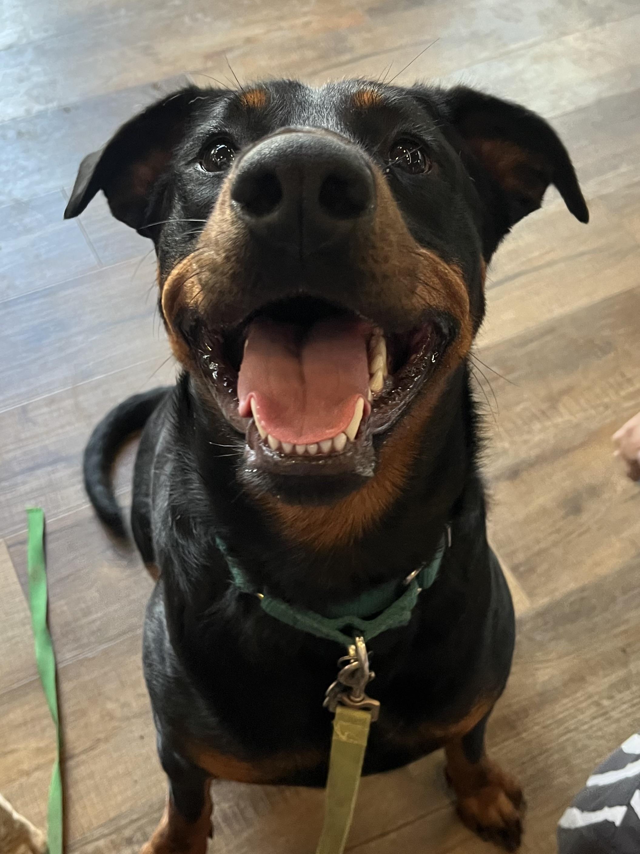 Maggie, Adoptable, Young Female Doberman Pinscher & Rottweiler.