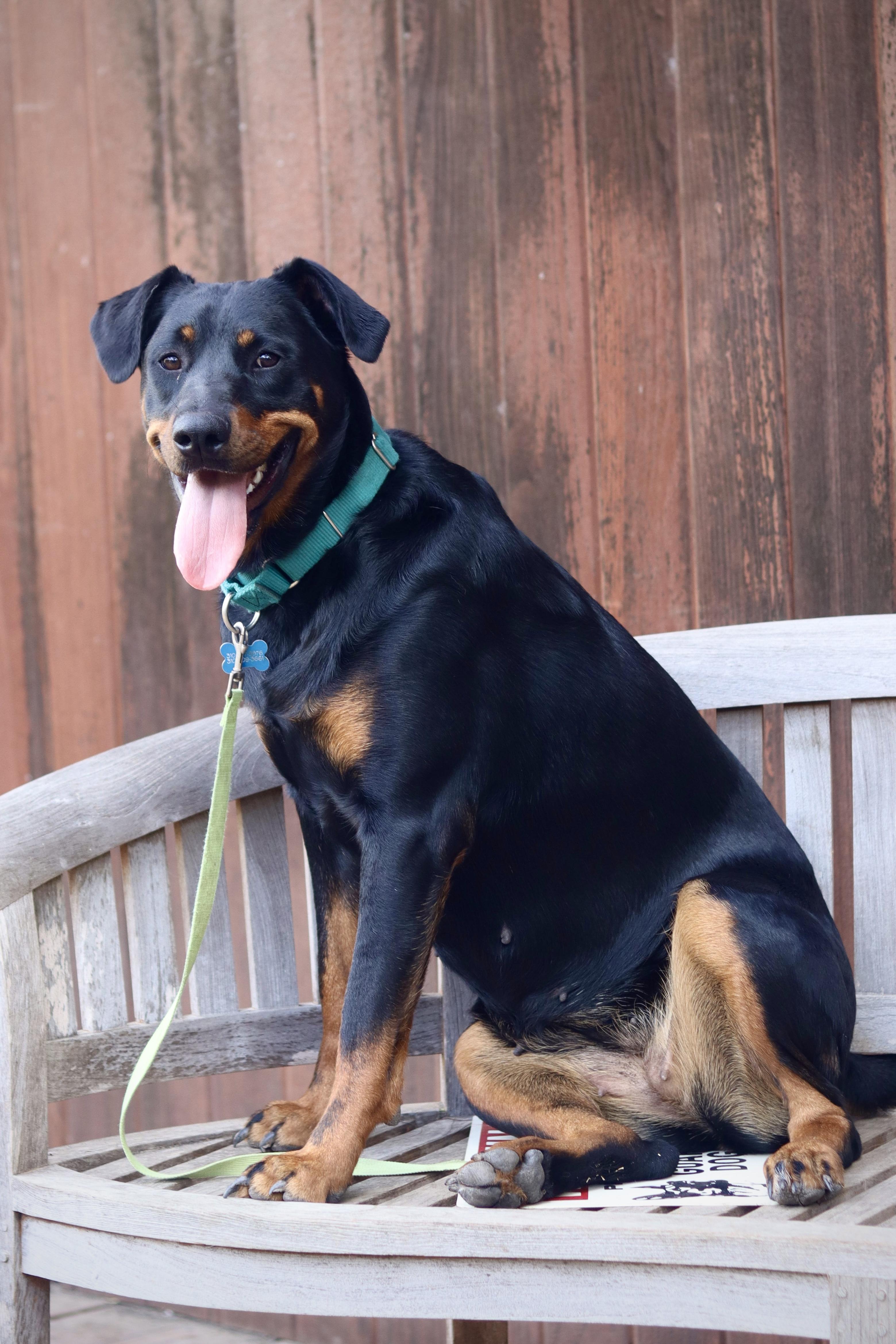 Maggie, a Adoptable mixed breed in Rancho Palos Verdes , CA image 6/6