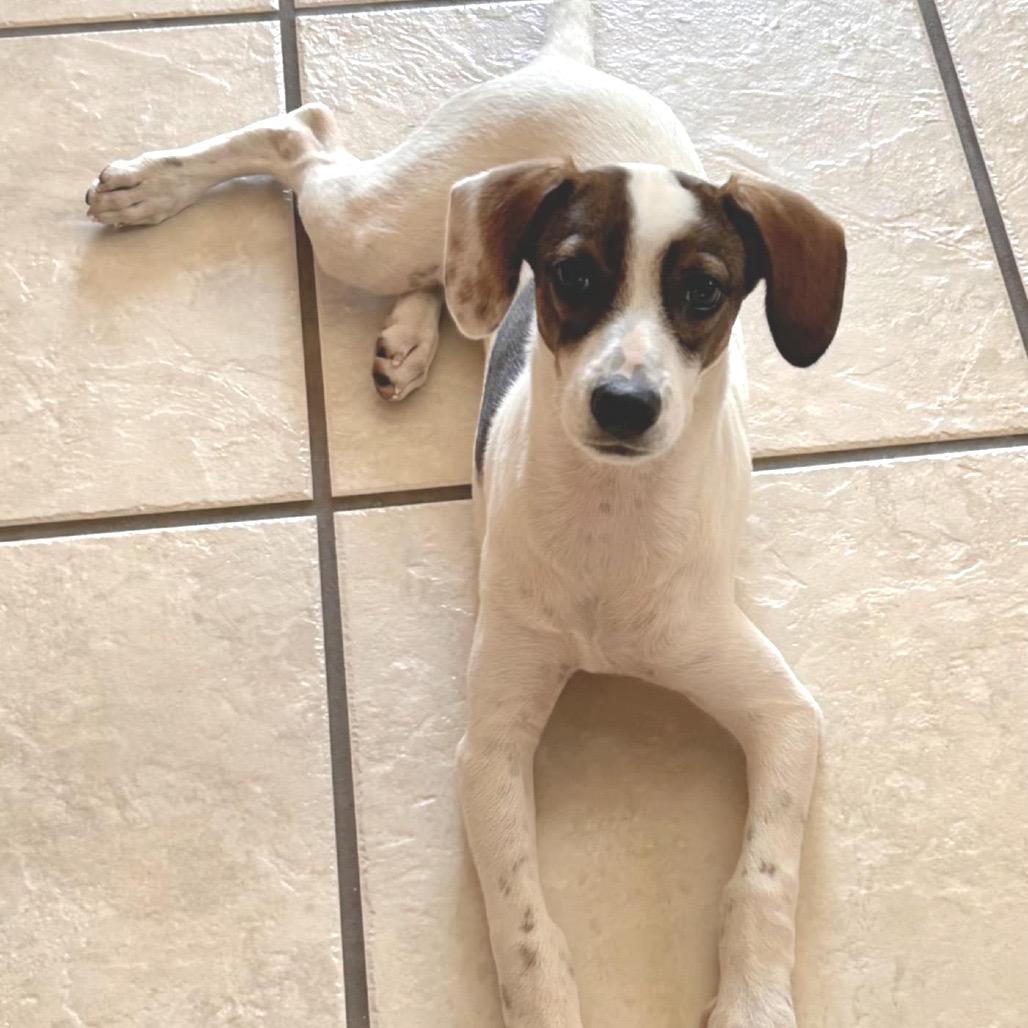 Lucy Pie thumbnail 2