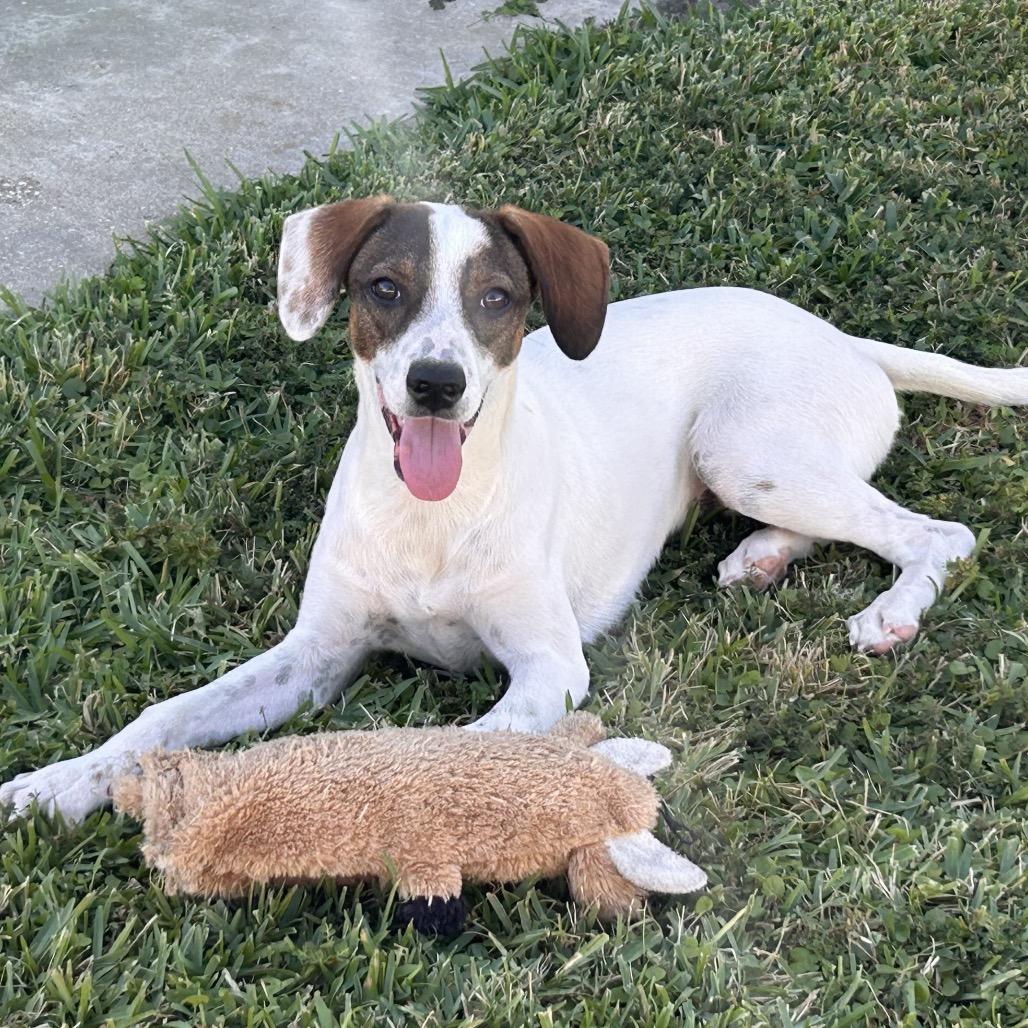 Lucy Pie thumbnail 3