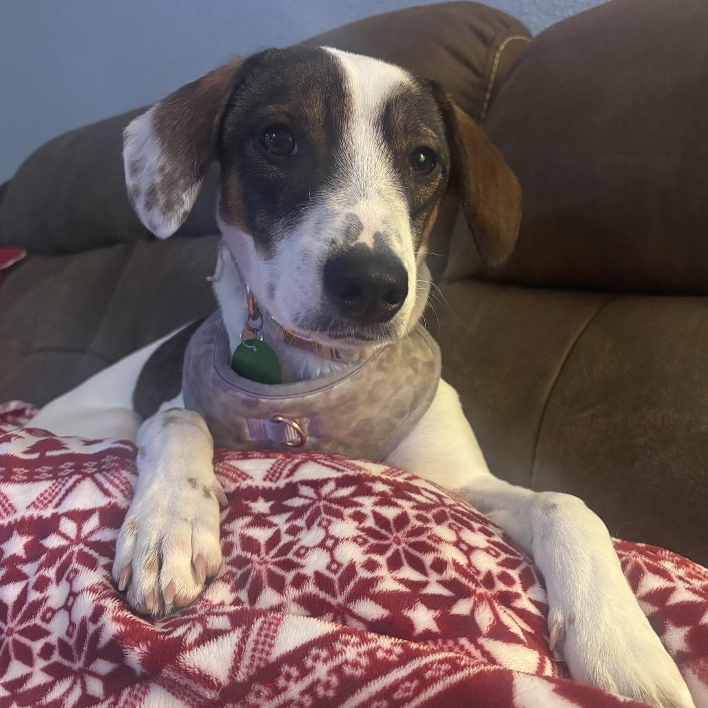 Lucy Pie thumbnail 5