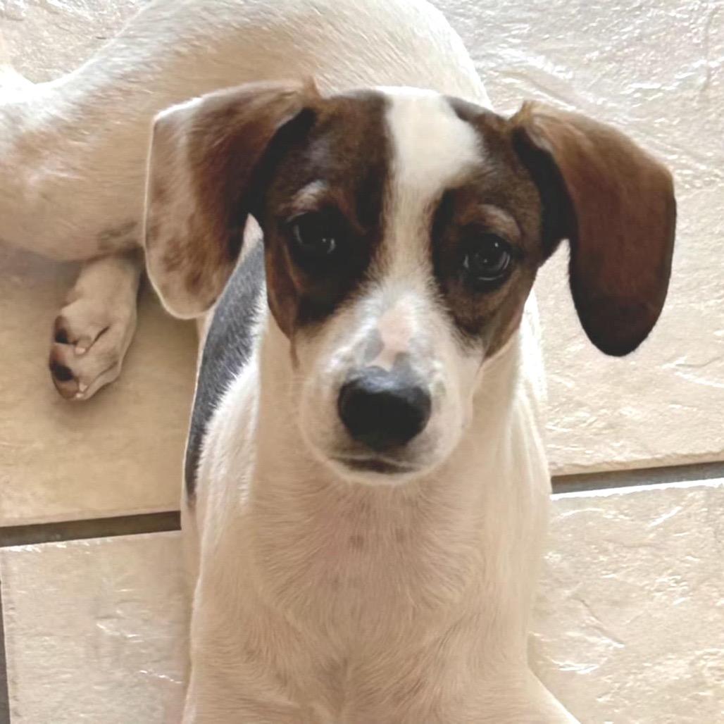 Lucy Pie thumbnail 6