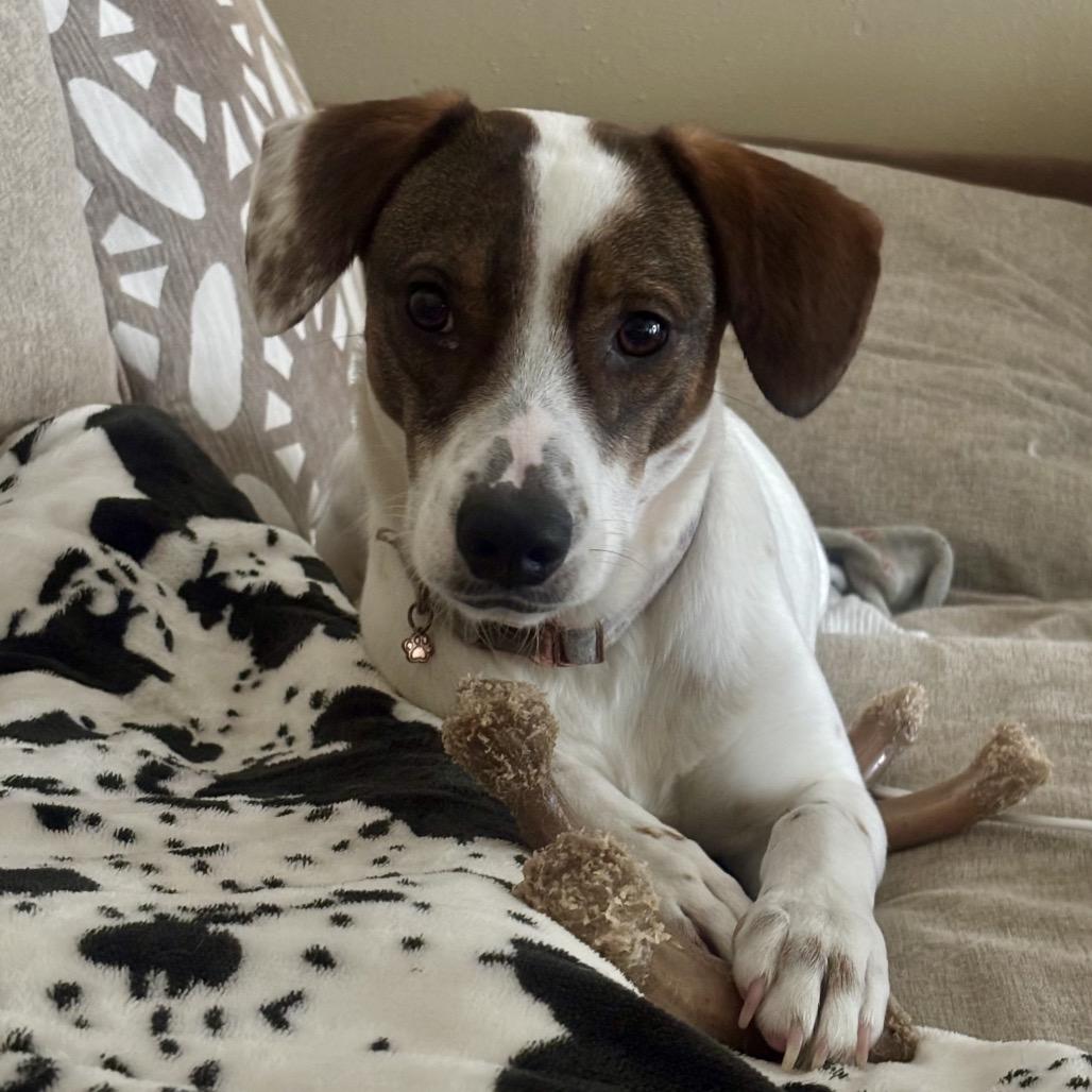 Lucy Pie — thumbnail 6