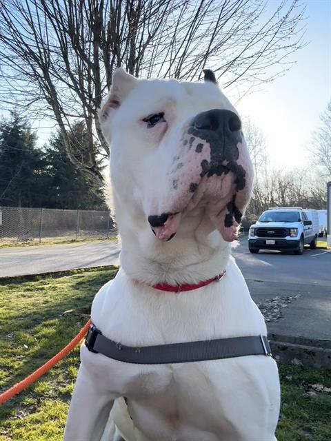 BESO, Adoptable, Young Male Dogo Argentino.