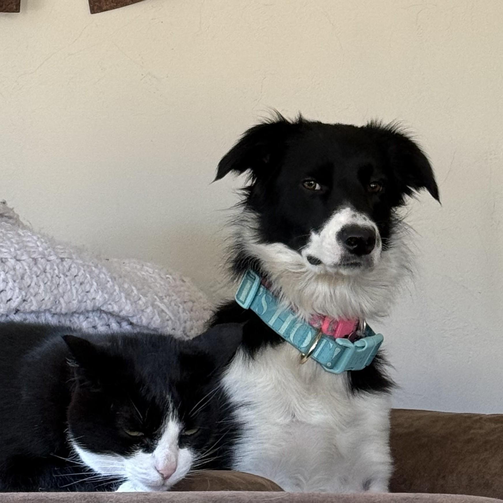 Gracy, an adopted Border Collie in Shelton, WA image 5/5