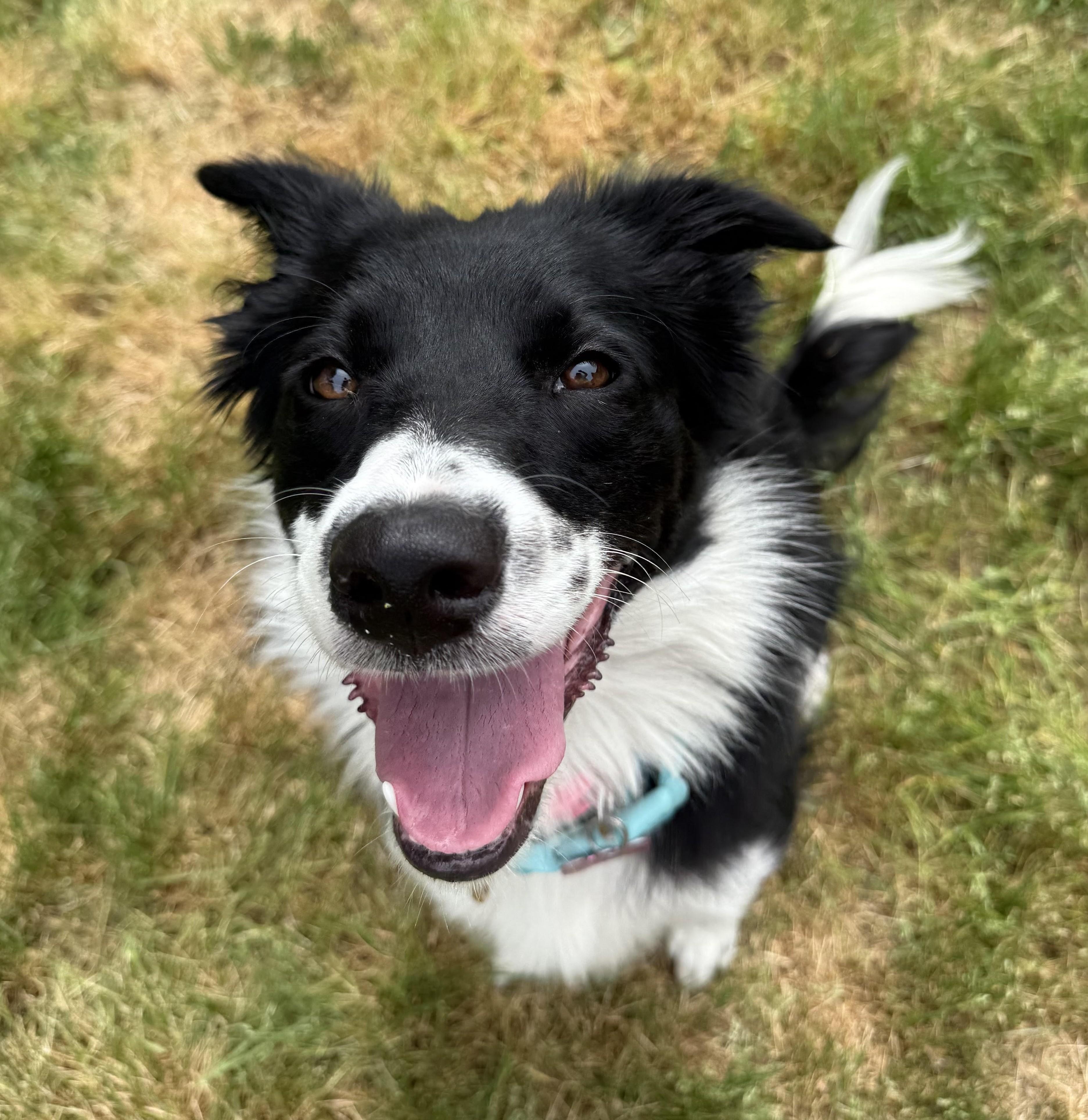 Gracy, Adoptable, Puppy Female Border Collie.
