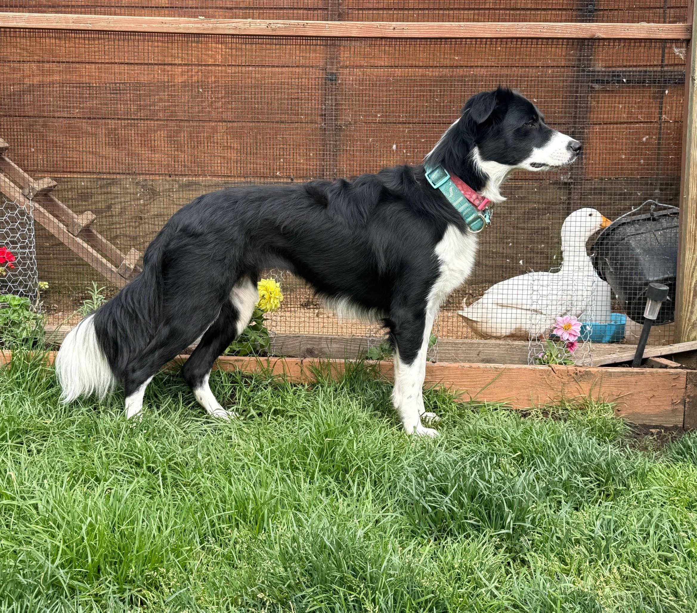 Gracy, an adopted Border Collie in Shelton, WA image 4/5