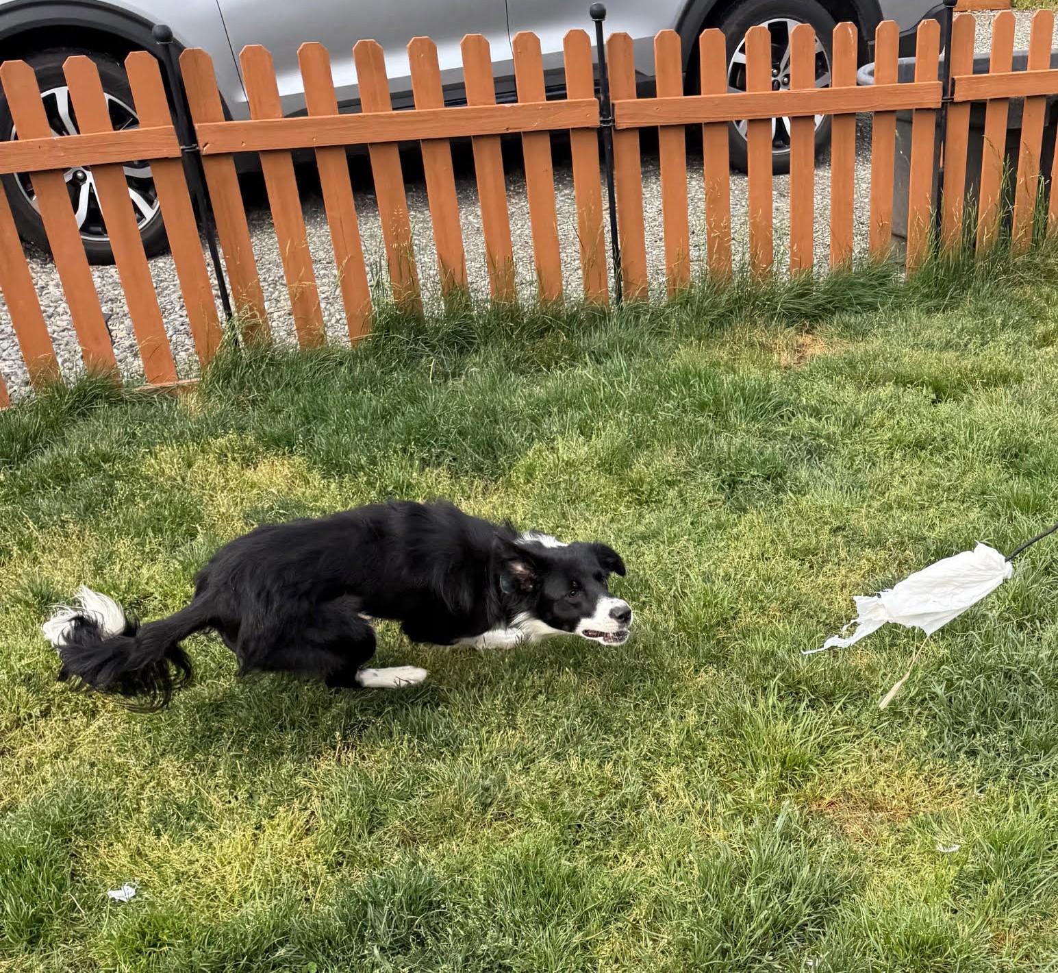 Gracy, an adopted Border Collie in Shelton, WA image 2/5