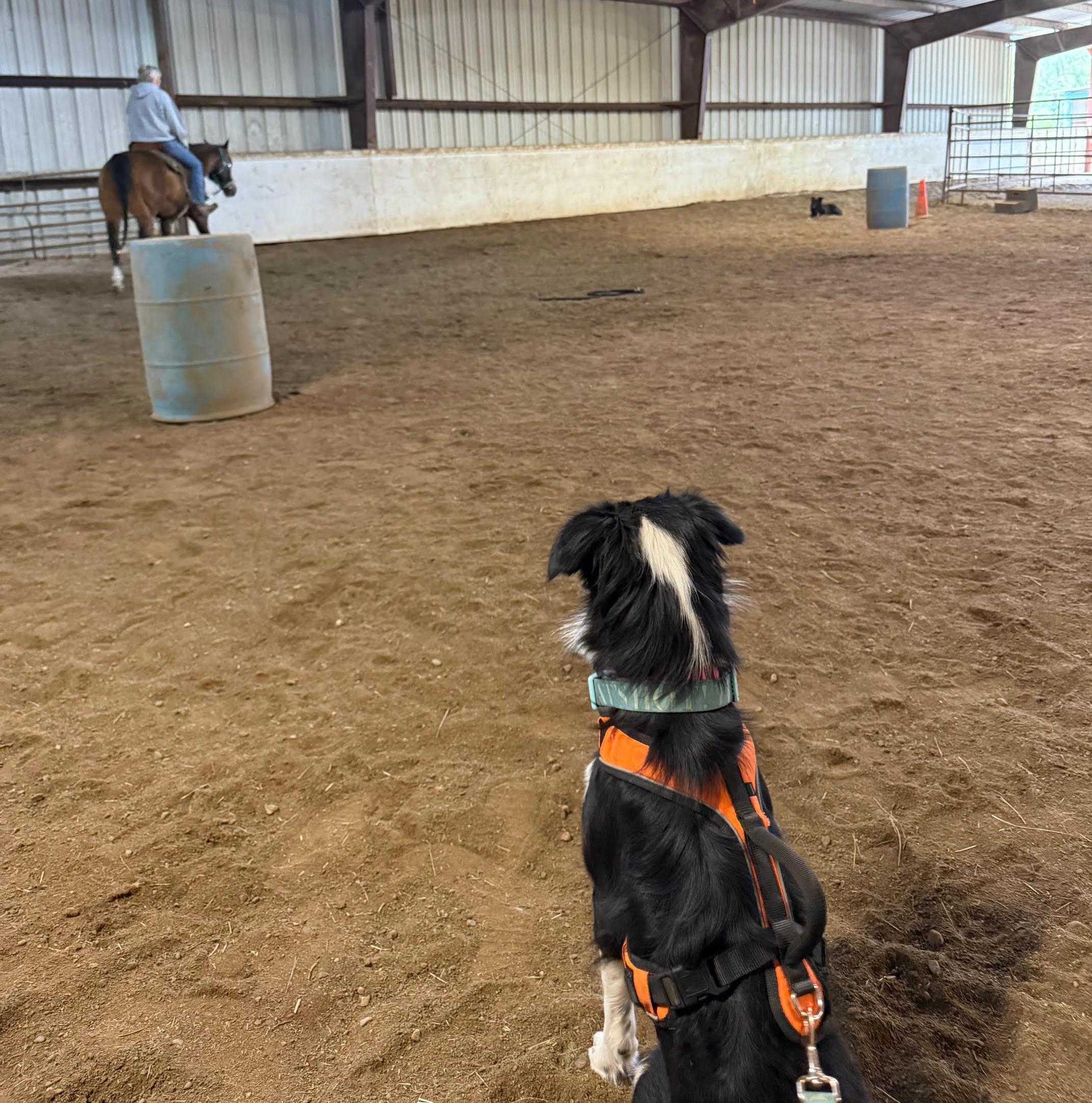 Gracy, an adopted Border Collie in Shelton, WA image 3/5