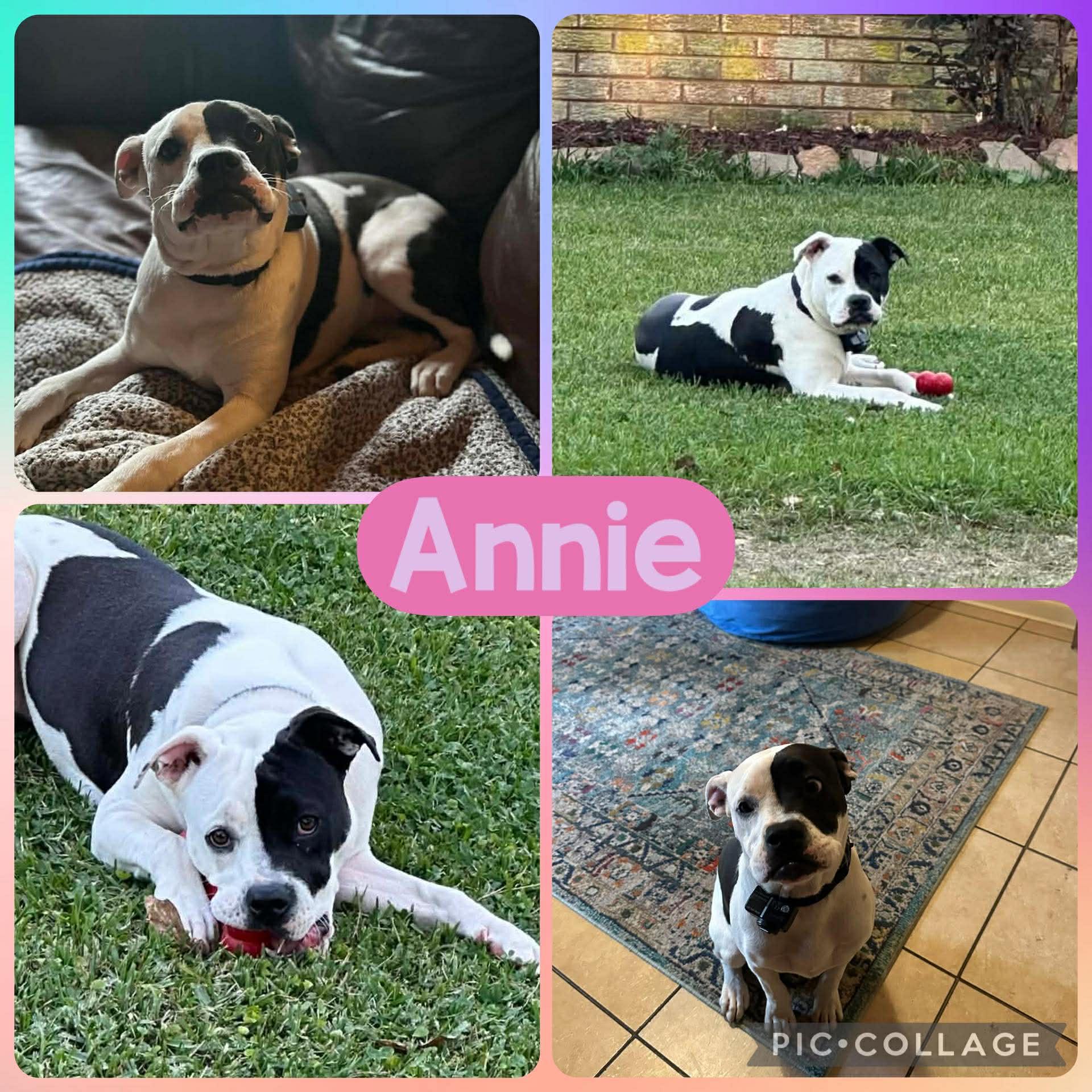 Enlarge Annie, a ADOPTABLE mixed breed in Ringwood, NJ image 1/1