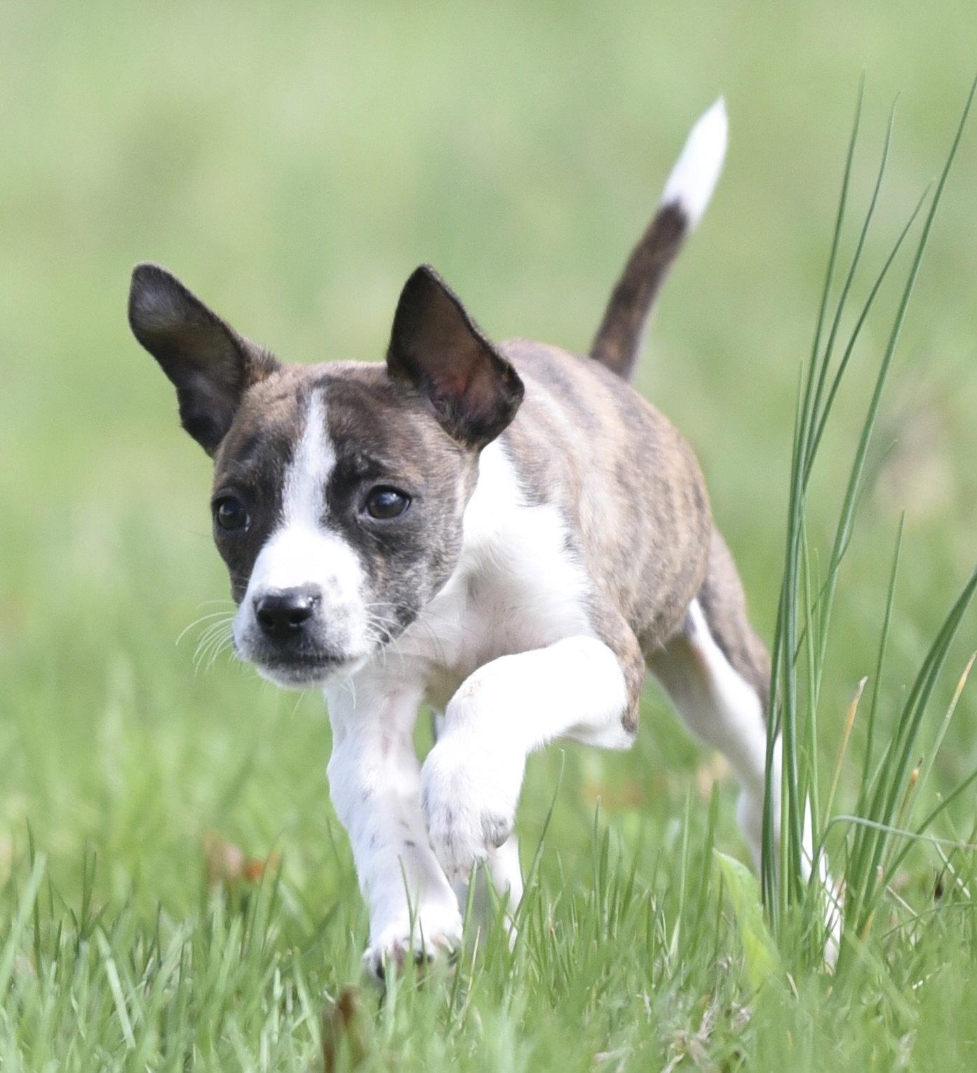 Christopher, a Adopted mixed breed in Mechanicsburg, PA image 1/3